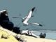 Senigallia omaggia Hugo Pratt: il Molo di Levante ospita un’installazione dedicata a Corto Maltese