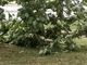 Alberi caduti o pericolanti un pò ovunque, a causa del forte vento
