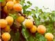 Alle origini della nostra tavola: la cooperativa frutticola Albifrutta