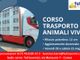 Iscriviti al corso &quot;Conducenti trasporto animali vivi&quot;
