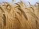 I pesticidi fanno male a salute ed ambiente ma vengono ancora usati in agricoltura, Italia multata. Ecco cosa devi sapere