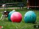 Cani a Petsfestival 2022, per divertirsi insieme