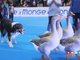 Petsfestival: la nona edizione si chiude con un grande successo e rafforza la partnership con Cremonafiere in vista del 2023