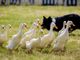 Petsfestival: successo per l’ottava edizione, per la prima volta a Cremona, nel segno della ripartenza