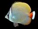 Petsfestival 2022: Acquariologia per tutti