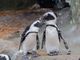 pinguini africani