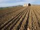 “Coldiretti Piemonte: con approvazione DL Rilancio aiuti alla nostra agricoltura”