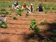 Agricoltura, accordo regionale tra i sindacati e Synergie Italia per 600 lavoratori in somministrazione
