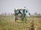 Campo coltivato per agricoltura