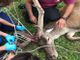 animale ferito e soccorso da mani umane
