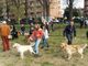 Divertimento “a sei zampe” domani all’area cani di Pinerolo