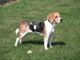 Il biometano di Acea farà correre anche i cani del canile di Pinerolo