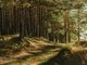 foreste - foto d'archivio