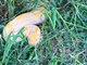 Pitone reale albino recuperato in campo di mais a Vinovo