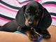 Il &quot;dog sitter&quot; diventa una professione: la legge in Consiglio regionale