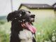 Piemonte, ottomila cani persi: la metà sono stati ritrovati perché provvisti di microchip