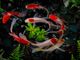 Cremona: inaugurazione di Japan Show e Italian Koi Expo 2023