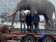 Il tour dell'elefante Fritz si conclude in piazza Castello: venerdì la riapertura del Museo di Scienze Naturali