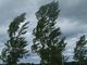 alberi e vento forte