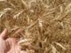 Grano in calo del 30% nel torinese. Si salvano le filiere di qualità come il Gran dij Bric