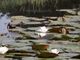Tra i siti cruciali il lago di Meugliano e gli stagni di Cumiana