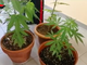 piante di marijuana