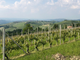 Un decennio da sogno per i vini del Piemonte