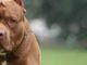 Due pitbull aggrediscono una cagnolina e i suoi padroni: attimi di paura a Moncalieri