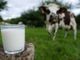 Coronavirus, dalla Regione un sostegno alla filiera lattiero casearia del Piemonte