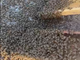 La natura si prende la zona industriale di Orbassano: maxi sciame d'api catturato davanti all'Av El [VIDEO]