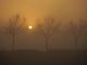 Sole e nebbia dietro gli alberi