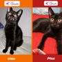 Le gattine tutte nere Undi e Max Le gattine tutte nere Undi e Max