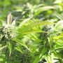 CBD e autismo: quali sono le ultime novità