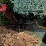L’escavatore in azione