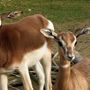 Due piccole gazzelle di Mhorr vivono nella savana di Cumiana [VIDEO]