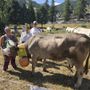 La cinquina del Grand Puy a Miss Mucca a Pragelato