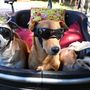 Red carpet a quattro zampe: Pinerolo celebra i cani più simpatici e premia il più coraggioso Red carpet a quattro zampe: Pinerolo celebra i cani più simpatici e premia il più coraggioso