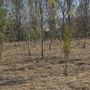 Caldo killer e siccità nel Torinese: è strage di giovani alberi piantati coi fondi PNRR