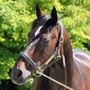 Addio a Varenne, il cavallo più vincente della storia dell'ippica (foto di Piero Grella)