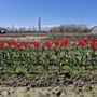 I tulipani di Tuliprensia