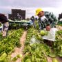 In Piemonte stop al lavoro per braccianti ed operai sotto il sole