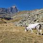 Emergenza erba per i pascoli in altura della provincia di Torino