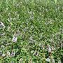 La menta piperita La menta piperita