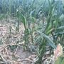 Siccità, già oltre 30 milioni il conto per l’agricoltura torinese: più colpito il mais Siccità, già oltre 30 milioni il conto per l’agricoltura torinese: più colpito il mais