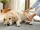 Metacam nei cani con disturbi muscolo-scheletrici, quando il veterinario può valutarne l’impiego