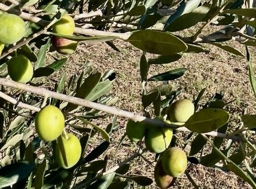 Oliveti Giachino: l’eccellenza dell’olio tra le colline torinesi