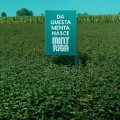 Mintriga: tutte le declinazioni della menta