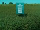 Mintriga: tutte le declinazioni della menta