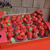 Peveragno torna a raccontarsi attraverso la sua fragola Peveragno torna a raccontarsi attraverso la sua fragola