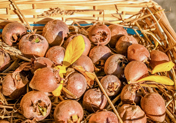 La Fiera del Puciu di Farigliano: la memoria dell’ultimo frutto dell’autunno La Fiera del Puciu di Farigliano: la memoria dell’ultimo frutto dell’autunno